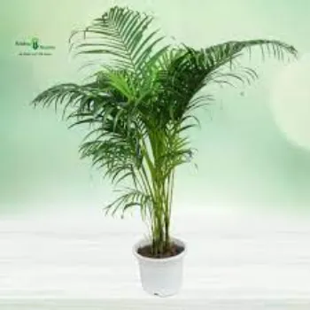 Organic Areca Palm Plants