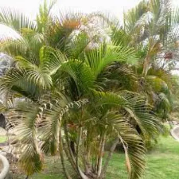 Natural Areca Palm Plants