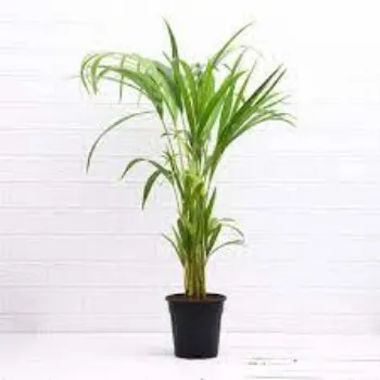 Organic Areca Palm Plant