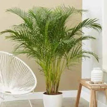 Organic Areca Palm Plant