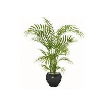 Natural Areca Palm Plant