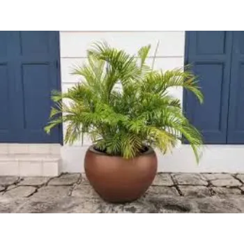 Organic Areca Palm  Plants