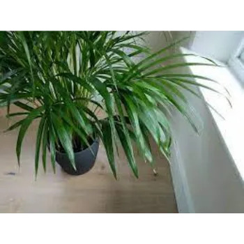 Fresh Areca Palm Plant