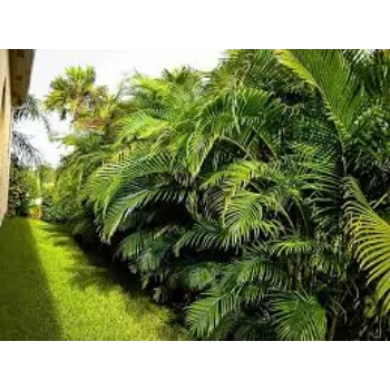 Natural Areca Palm Plant
