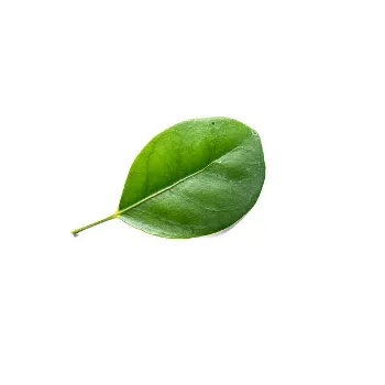  Artificial Leaf