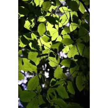 Green  Artificial Leaf