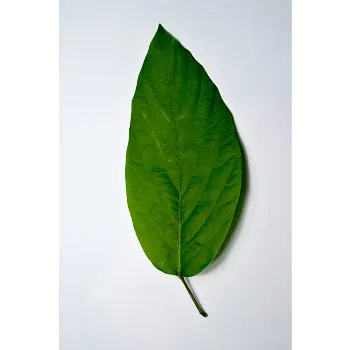 Artificial Leaf