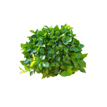 Natural Artificial Leaf