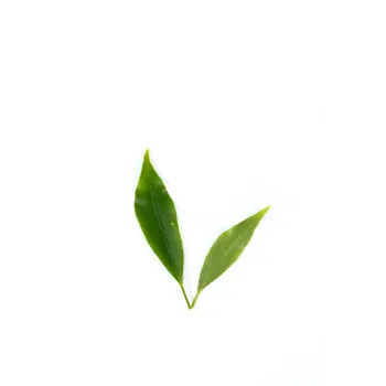 Artificial Leaf