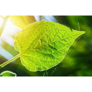 Polished Artificial Leaves