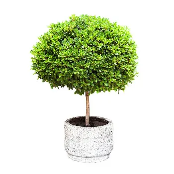  Artificial Plants