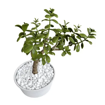 Natural  Artificial Plants