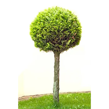 Artificial Trees