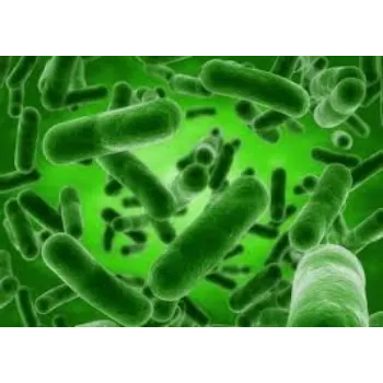Bacillus Subtilis