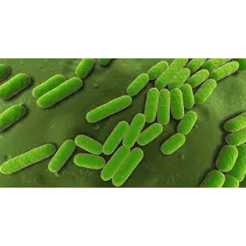 Bacillus Subtilis