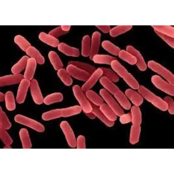 Bacillus Subtilis