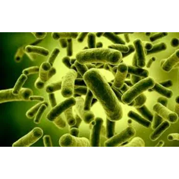 Bacillus Subtilis
