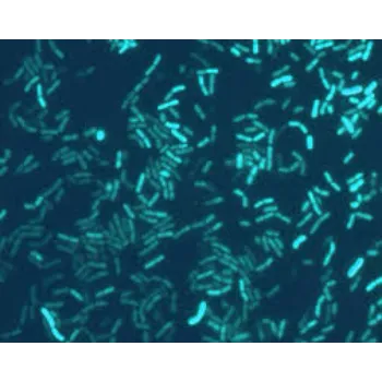 Natural Bacillus Subtilis