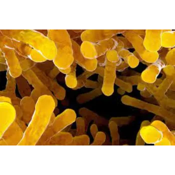 Organic Bacillus Subtilis