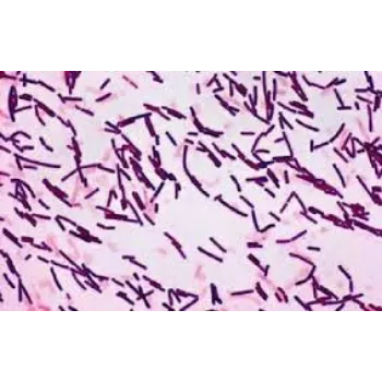 Organic Bacillus Subtilis