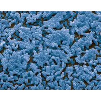 Natural Bacillus Subtilis