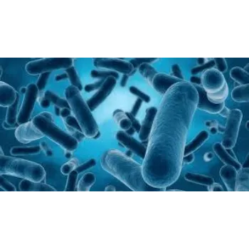 Natural Bacillus Subtilis