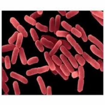 Bacillus Subtilis