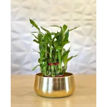 RAJESWARI NURSERY Bamboo Plant