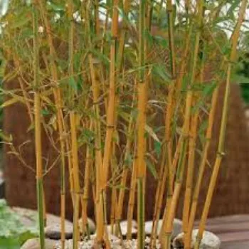 Green  Bamboo Plant