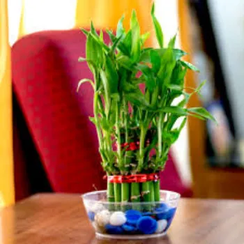 Roshni Agri forestry Bamboo Plant