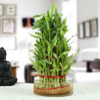 Natural Bamboo Plant