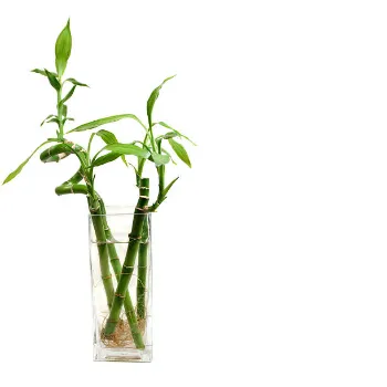 Bamboo Plant