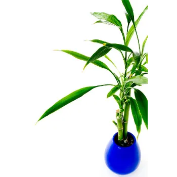 Bamboo Plant
