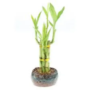 GREEN Bamboo Plant