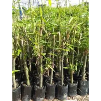 Natural Bamboo Plant