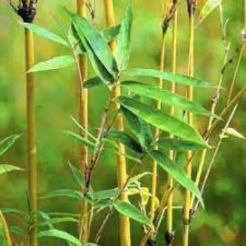 Green  Bamboo Plant