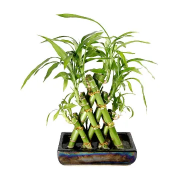 Bamboo Plant
