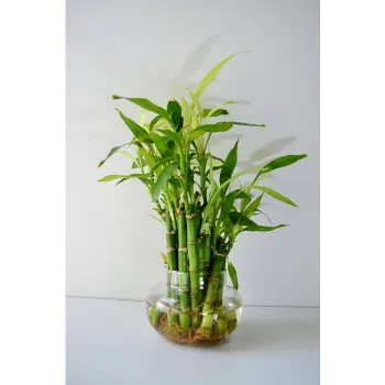 Bamboo Plant