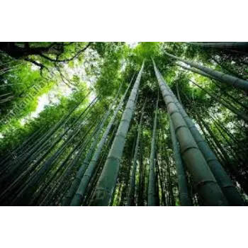 Natural Bamboo Plant