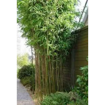 Natural Bamboo Plant