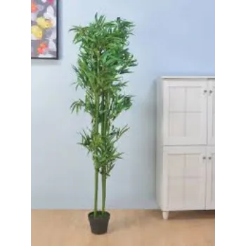 Natural Bamboo Plant
