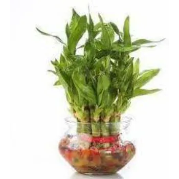 Organic Bamboo Plant