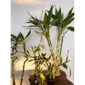 Natural Bamboo Plant