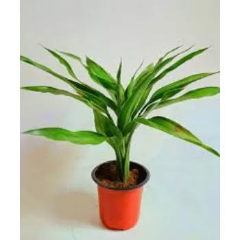 Natural Bamboo Plant