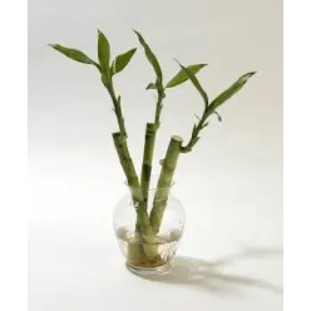 Natural Bamboo Plant
