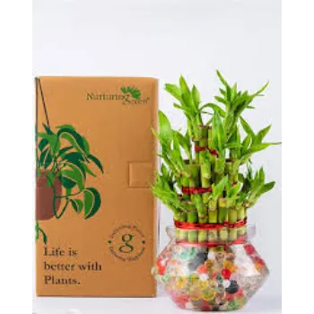 Natural Bamboo Plant