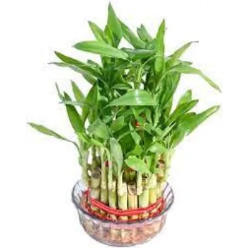 Natural Bamboo Plant