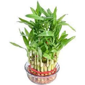 Organic Bamboo plants