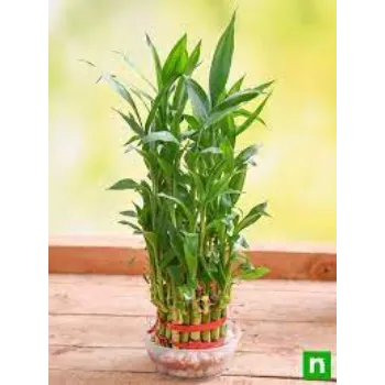 Organic Bamboo Plant