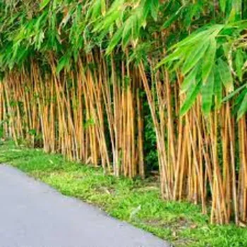 Natural Bamboo Plants